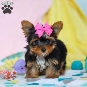 Callie, Yorkie Puppy